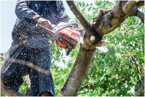 tree services Arlington Heights